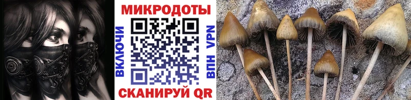 купить наркотик  Динская  Галлюциногенные грибы Magic Shrooms 